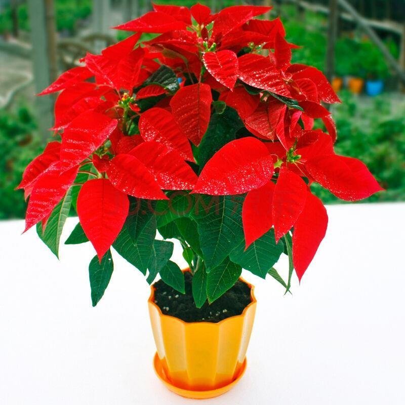 一品红圣诞花室内花卉绿植盆栽万年红盆栽节日年宵花开花植物