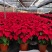 一品红圣诞花室内花卉绿植盆栽万年红盆栽节日年宵花开花植物