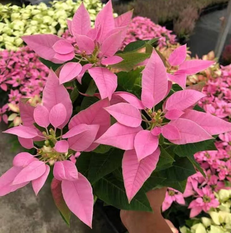 一品红圣诞花室内花卉绿植盆栽万年红盆栽节日年宵花开花植物