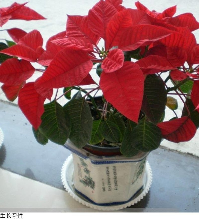 一品红圣诞花室内花卉绿植盆栽万年红盆栽节日年宵花开花植物