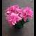 一品红圣诞花室内花卉绿植盆栽万年红盆栽节日年宵花开花植物