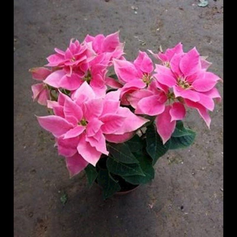 一品红圣诞花室内花卉绿植盆栽万年红盆栽节日年宵花开花植物