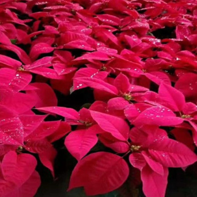 一品红圣诞花室内花卉绿植盆栽万年红盆栽节日年宵花开花植物