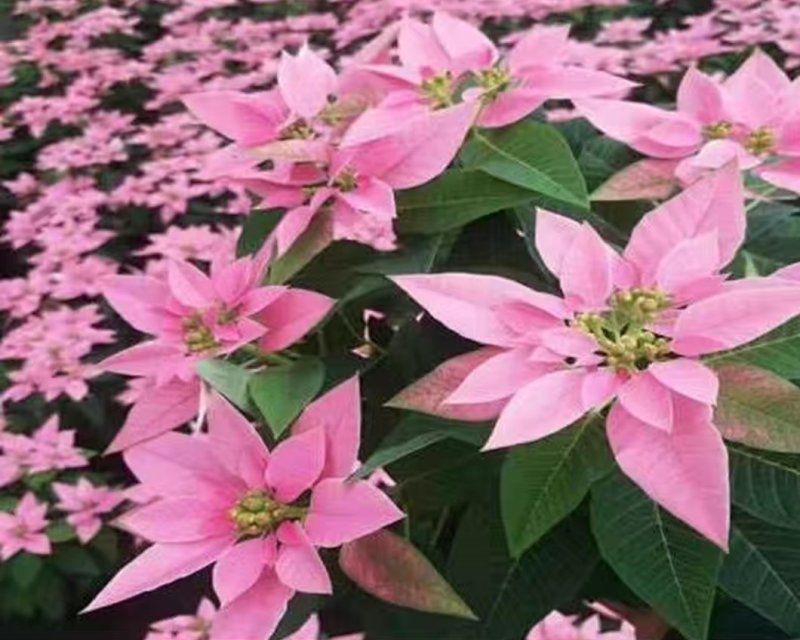 一品红圣诞花室内花卉绿植盆栽万年红盆栽节日年宵花开花植物
