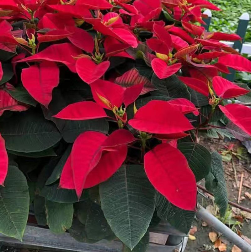 一品红圣诞花室内花卉绿植盆栽万年红盆栽节日年宵花开花植物