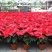 一品红圣诞花室内花卉绿植盆栽万年红盆栽节日年宵花开花植物