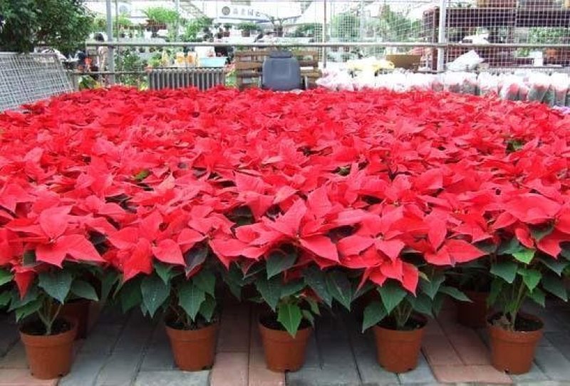 一品红圣诞花室内花卉绿植盆栽万年红盆栽节日年宵花开花植物