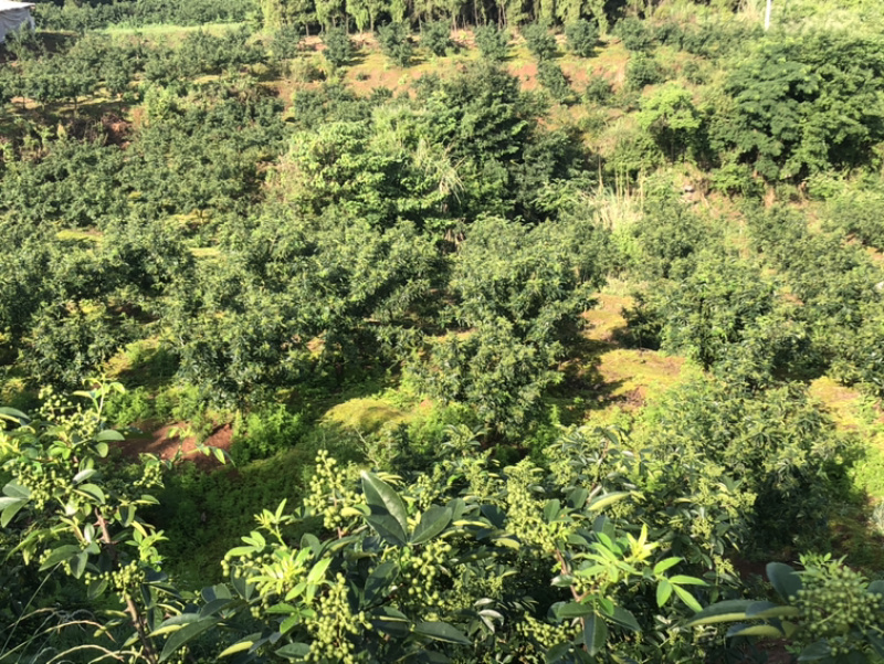 正宗重庆九叶青花椒产地直销量大从优