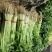 （精品毛芹）高原夏菜产地直销价格公道直持视频看货