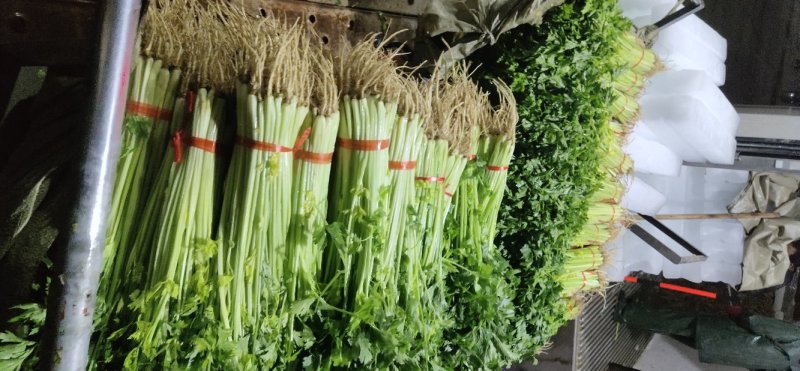 （精品毛芹）高原夏菜产地直销价格公道直持视频看货