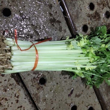 （精品毛芹）高原夏菜产地直销价格公道直持视频看货