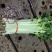 （精品毛芹）高原夏菜产地直销价格公道直持视频看货