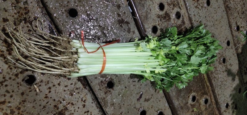 （精品毛芹）高原夏菜产地直销价格公道直持视频看货