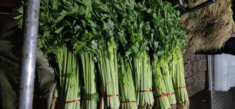 （精品毛芹）高原夏菜产地直销价格公道直持视频看货