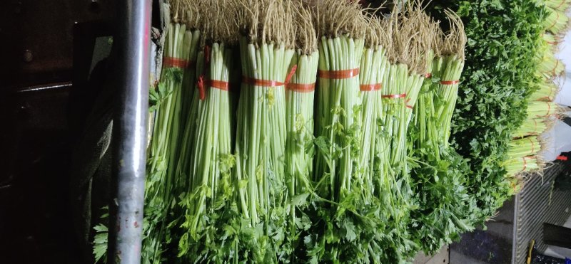 （精品毛芹）高原夏菜产地直销价格公道直持视频看货