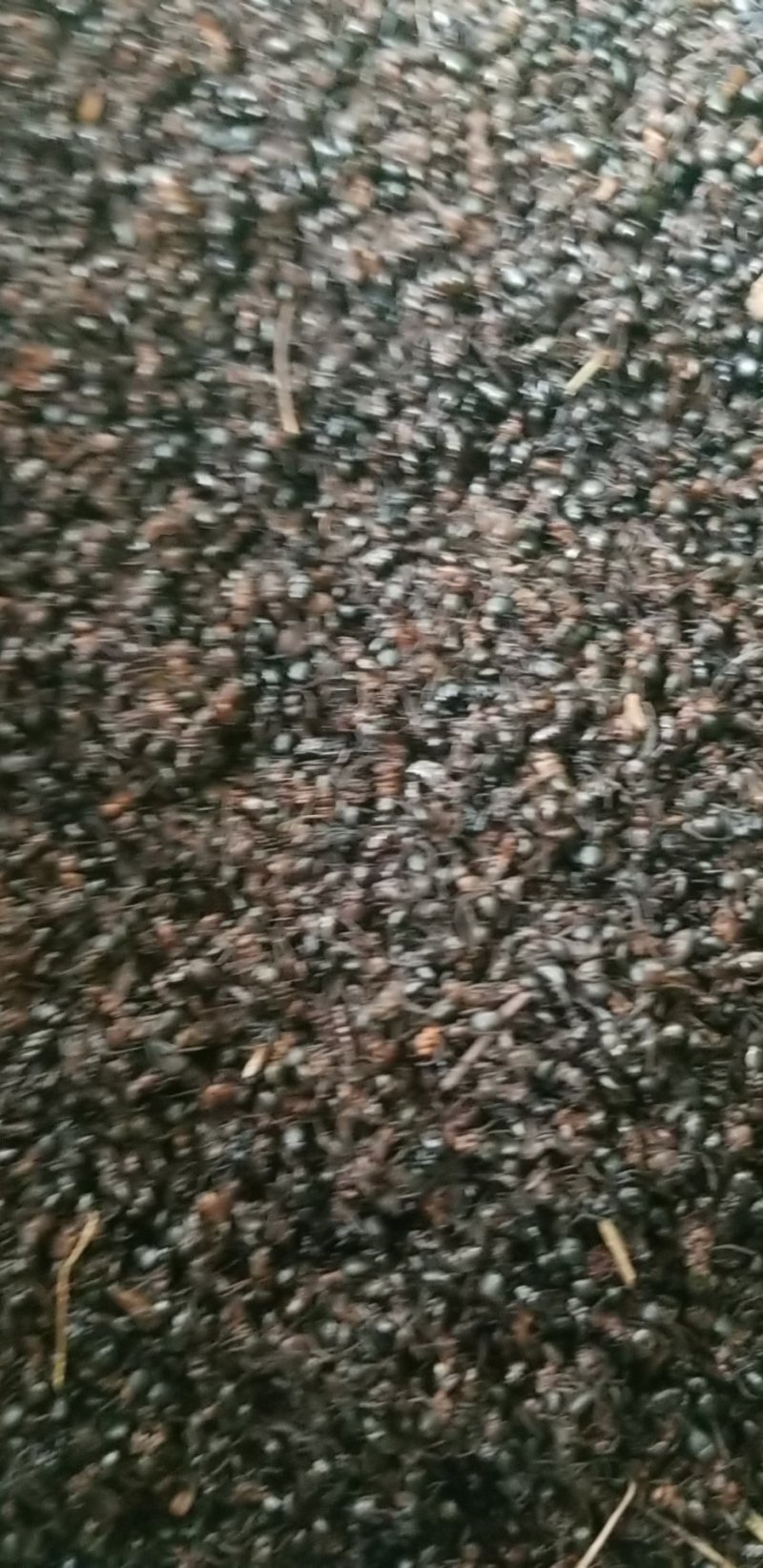蚂蚁