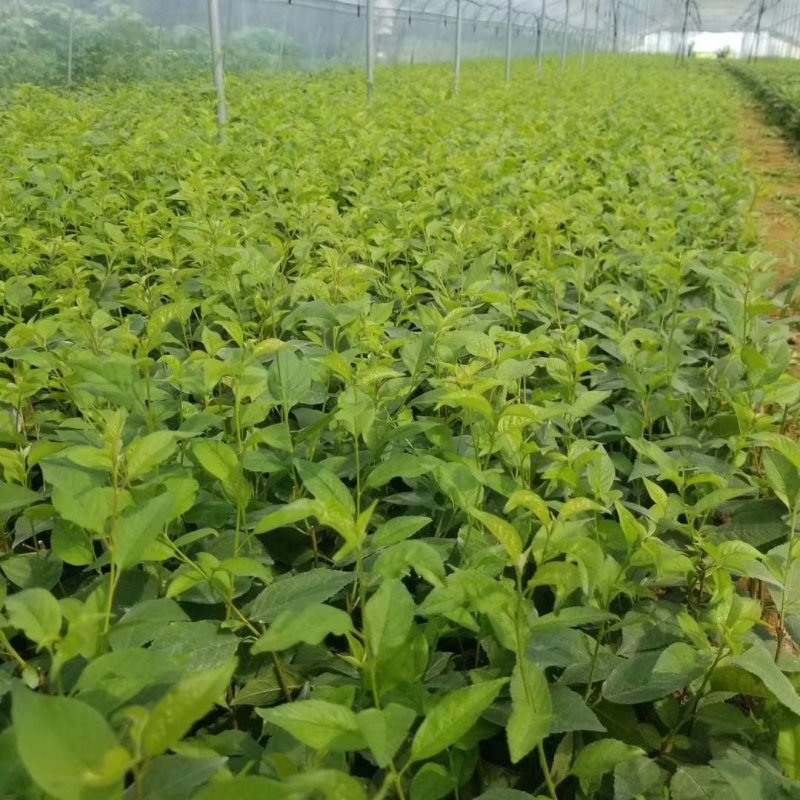 吉塞拉6号砧木吉塞拉12号砧木嫁接矮化樱桃苗砧木