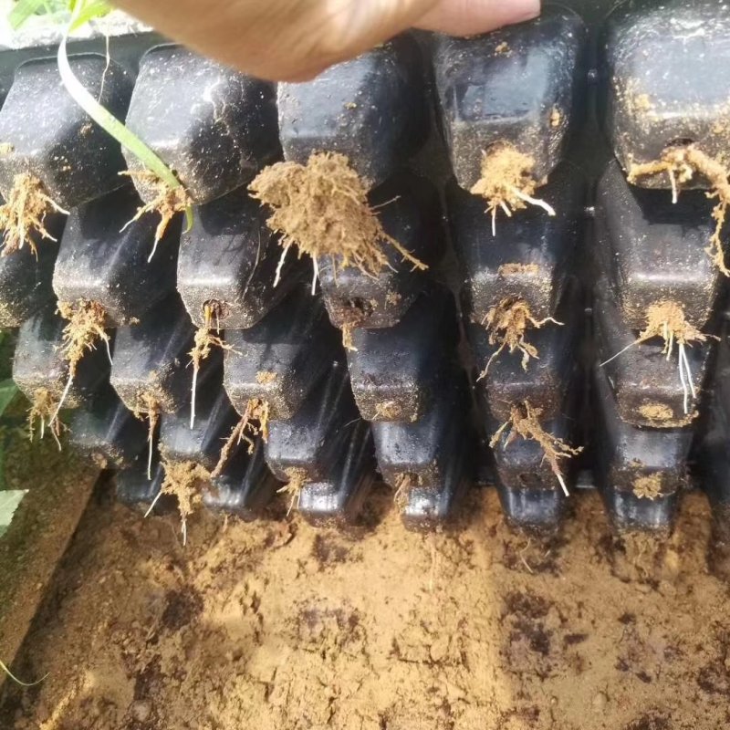 吉塞拉6号砧木吉塞拉12号砧木嫁接矮化樱桃苗砧木
