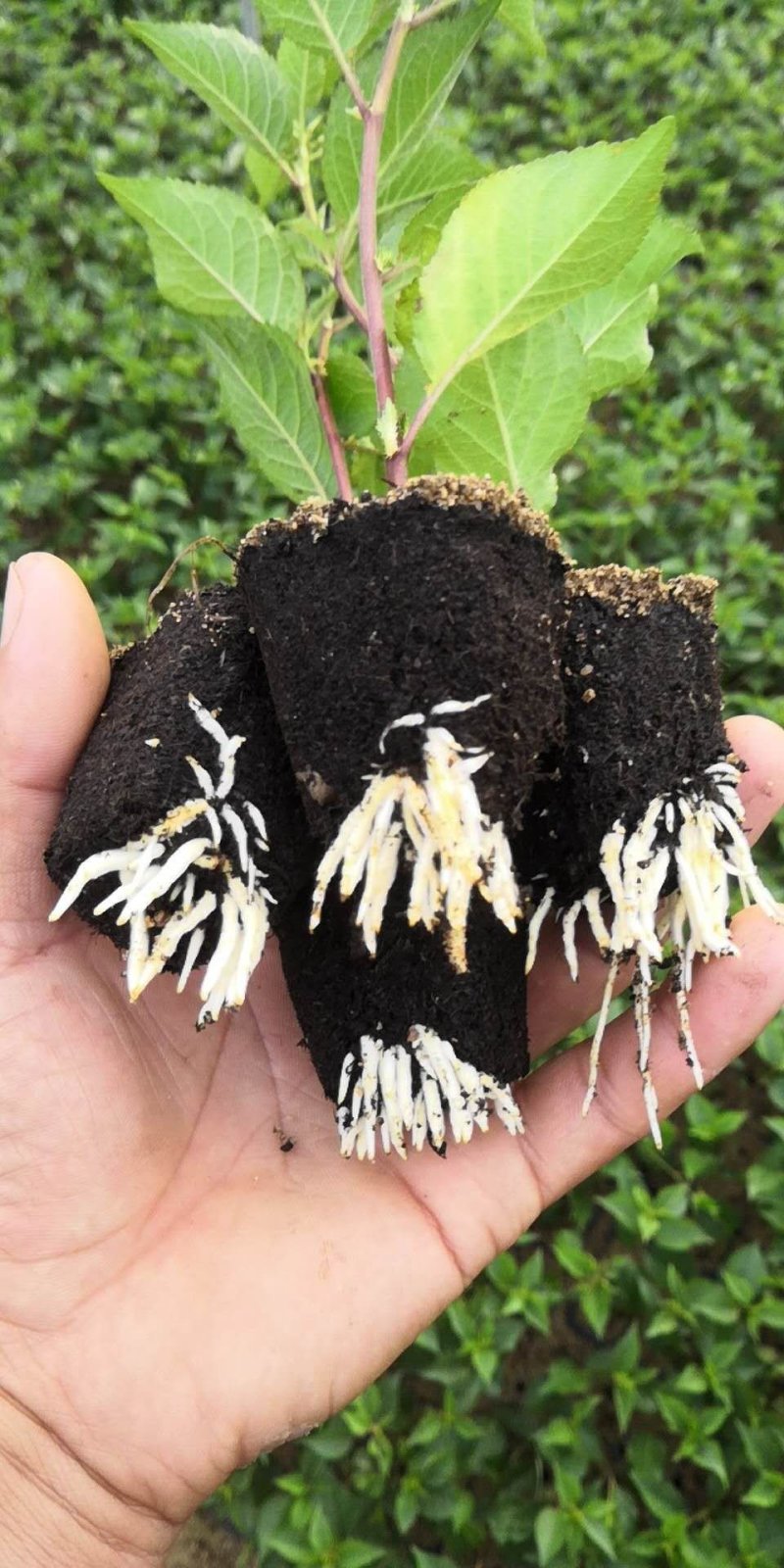 吉塞拉6号砧木吉塞拉12号砧木嫁接矮化樱桃苗砧木