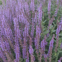 蓝花鼠尾草营养杯裸根