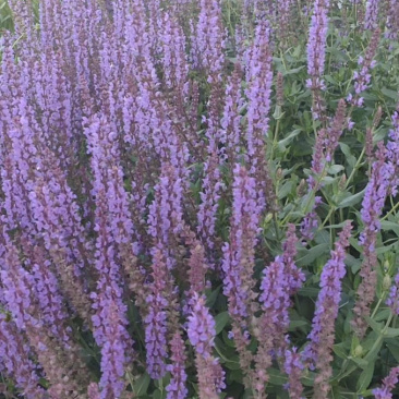蓝花鼠尾草营养杯裸根