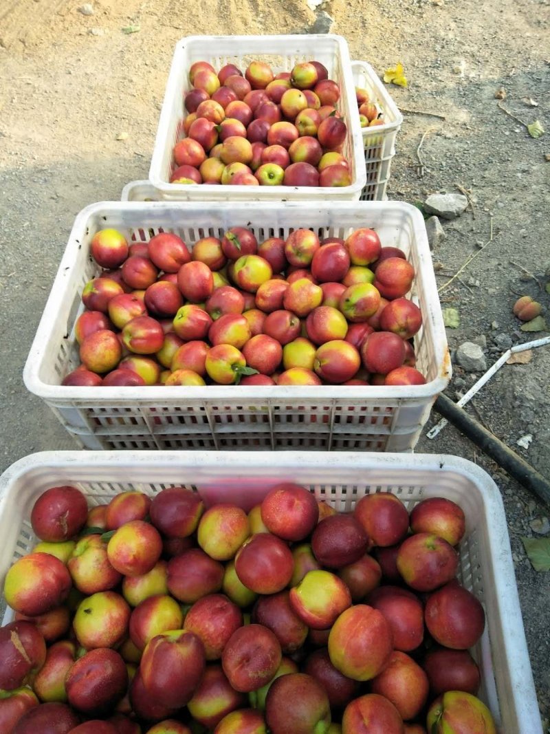 山东陆地油桃批发陆地油桃已上市市场公平交易全国发货