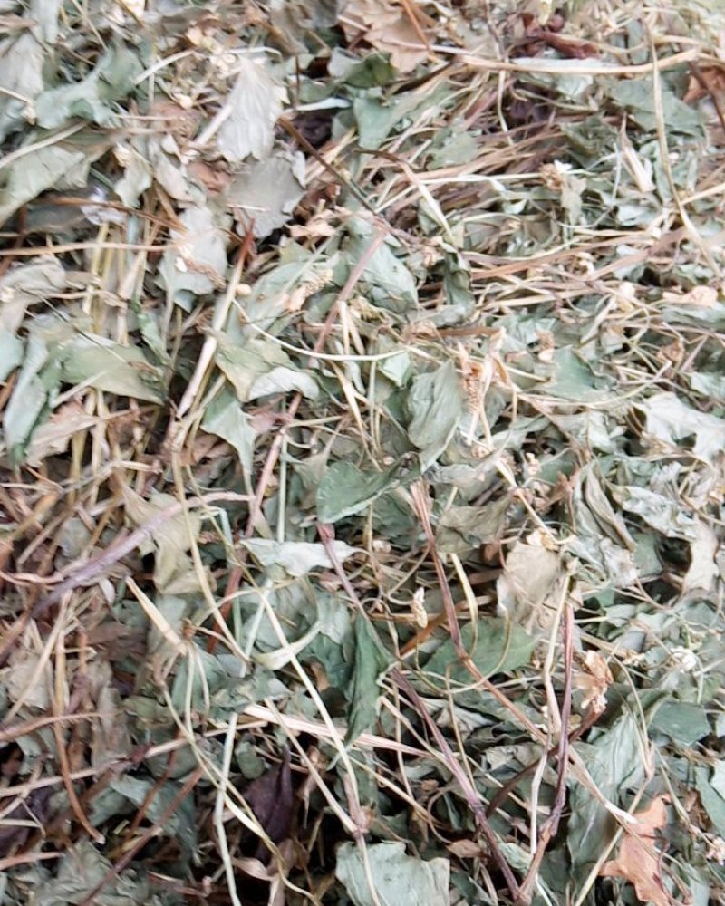野生鱼腥草干货大别山特产今年新货不是野生不要钱