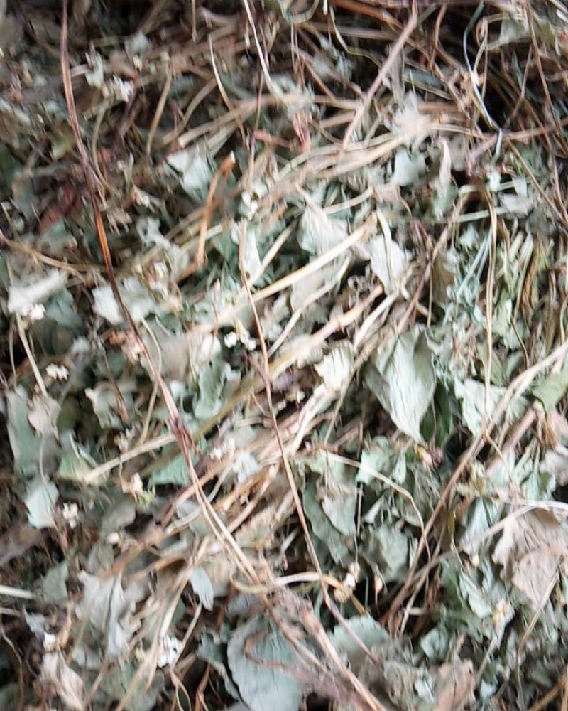 野生鱼腥草干货大别山特产今年新货不是野生不要钱