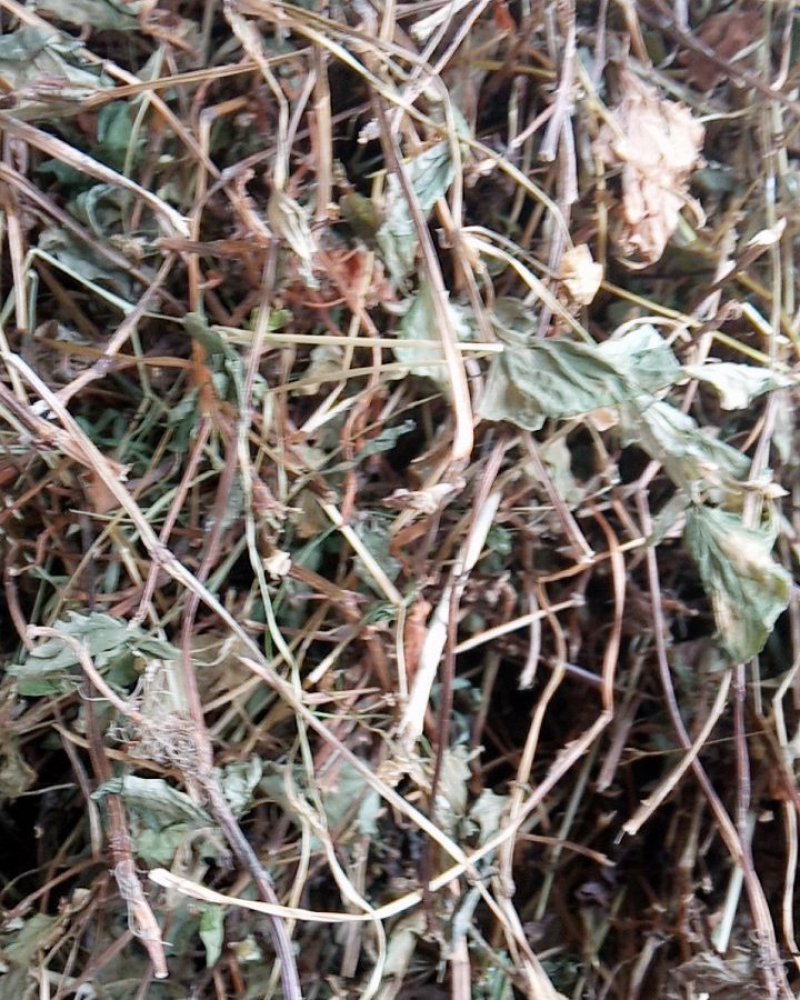 野生鱼腥草干货大别山特产今年新货不是野生不要钱