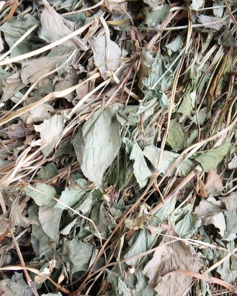 野生鱼腥草干货大别山特产今年新货不是野生不要钱