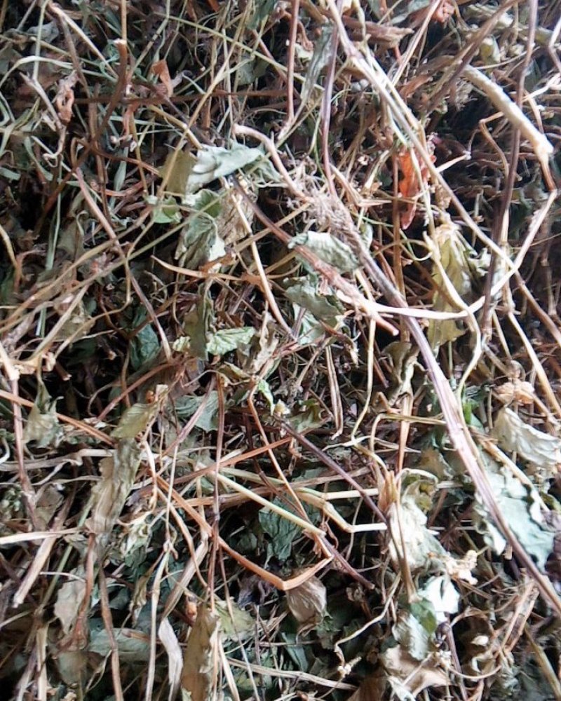 野生鱼腥草干货大别山特产今年新货不是野生不要钱