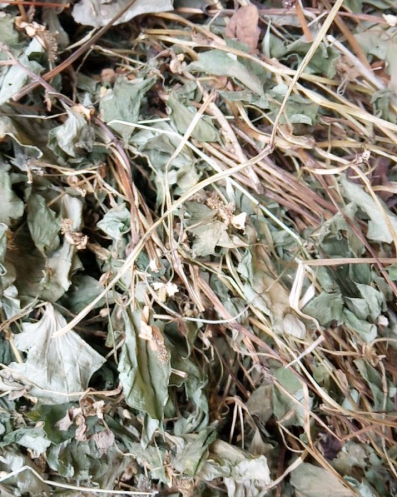 野生鱼腥草干货大别山特产今年新货不是野生不要钱