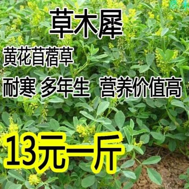 草木樨种子草木犀蜜源植物黄花草牧草型绿肥耐寒