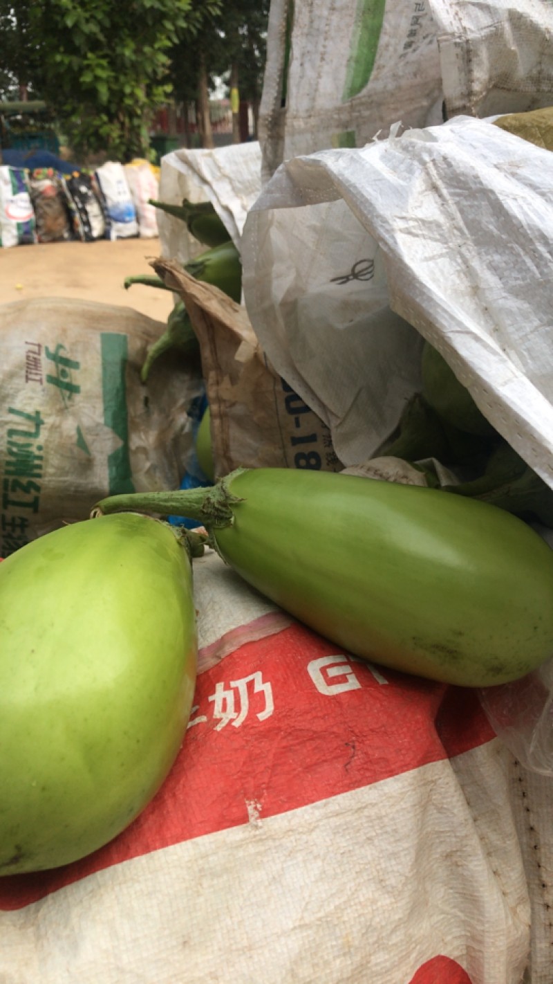 温棚种植，有机种植长条型青茄子基地直供