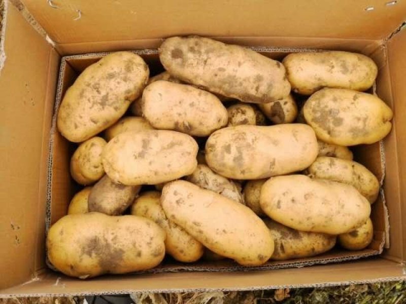 精品土豆希森六，806.荷兰十五黄心土豆沙地