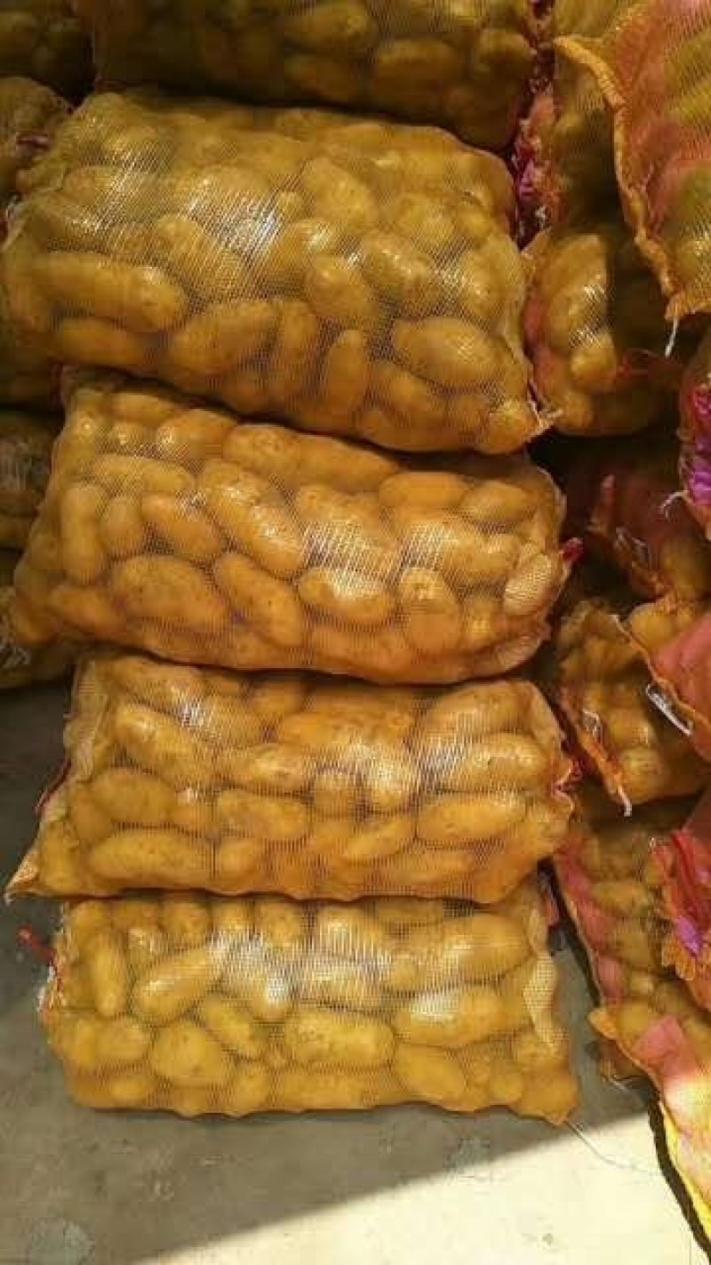 精品土豆希森六，806.荷兰十五黄心土豆沙地