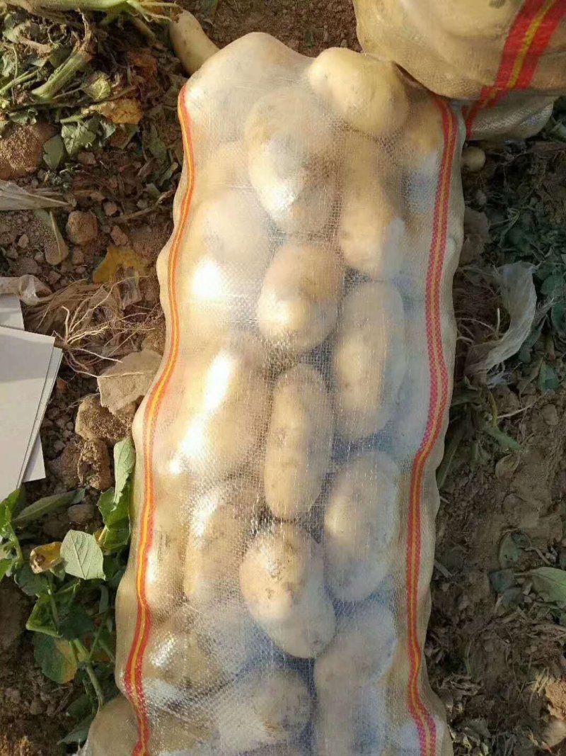 精品土豆希森六，806.荷兰十五黄心土豆沙地