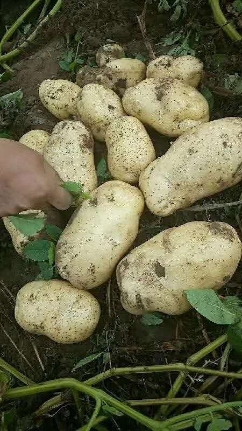 精品土豆希森六，806.荷兰十五黄心土豆沙地