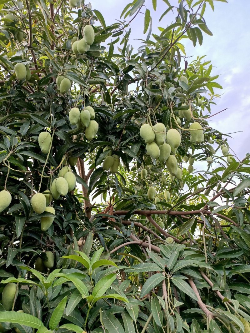 鹰嘴芒，光果，五月上市