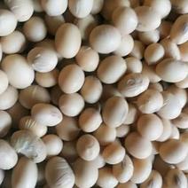 黄豆，低价出售净粮散装基地直供