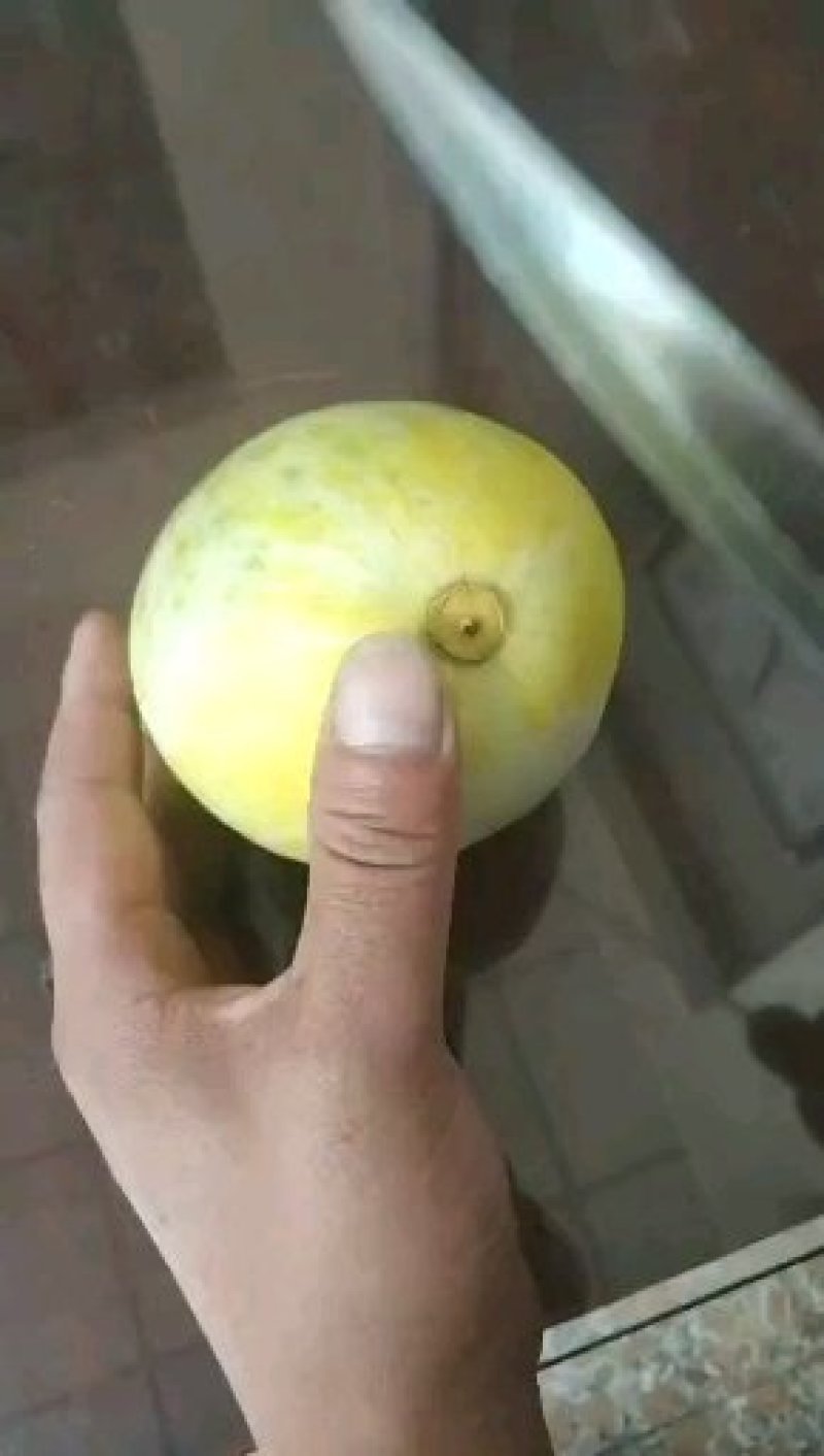 景甜5甜瓜，大量上市中