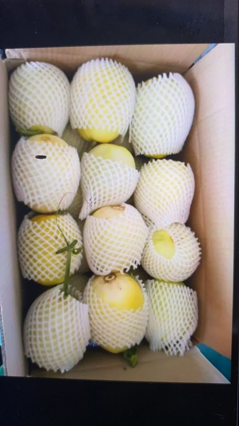 景甜5甜瓜，大量上市中