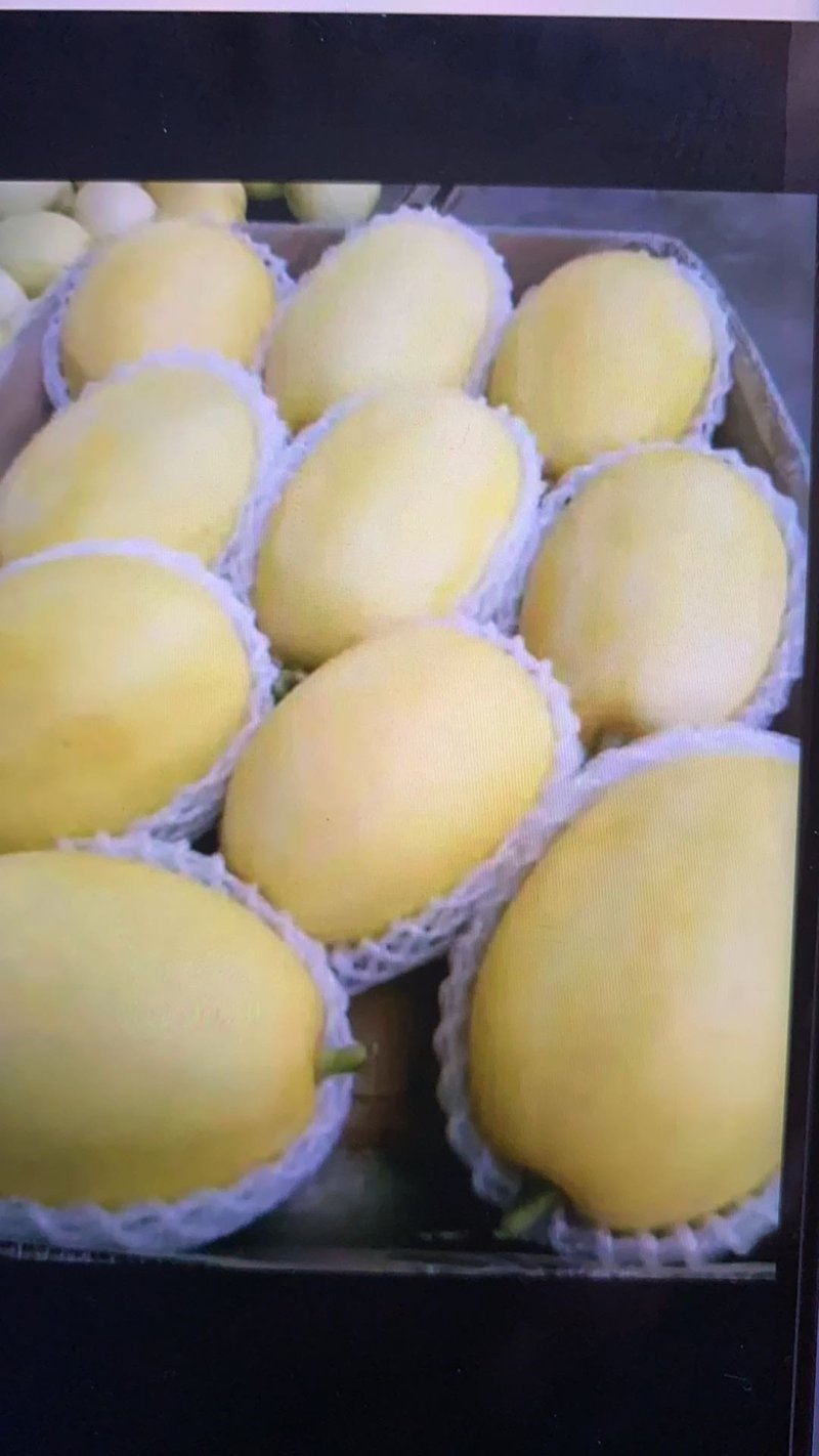 景甜5甜瓜，大量上市中