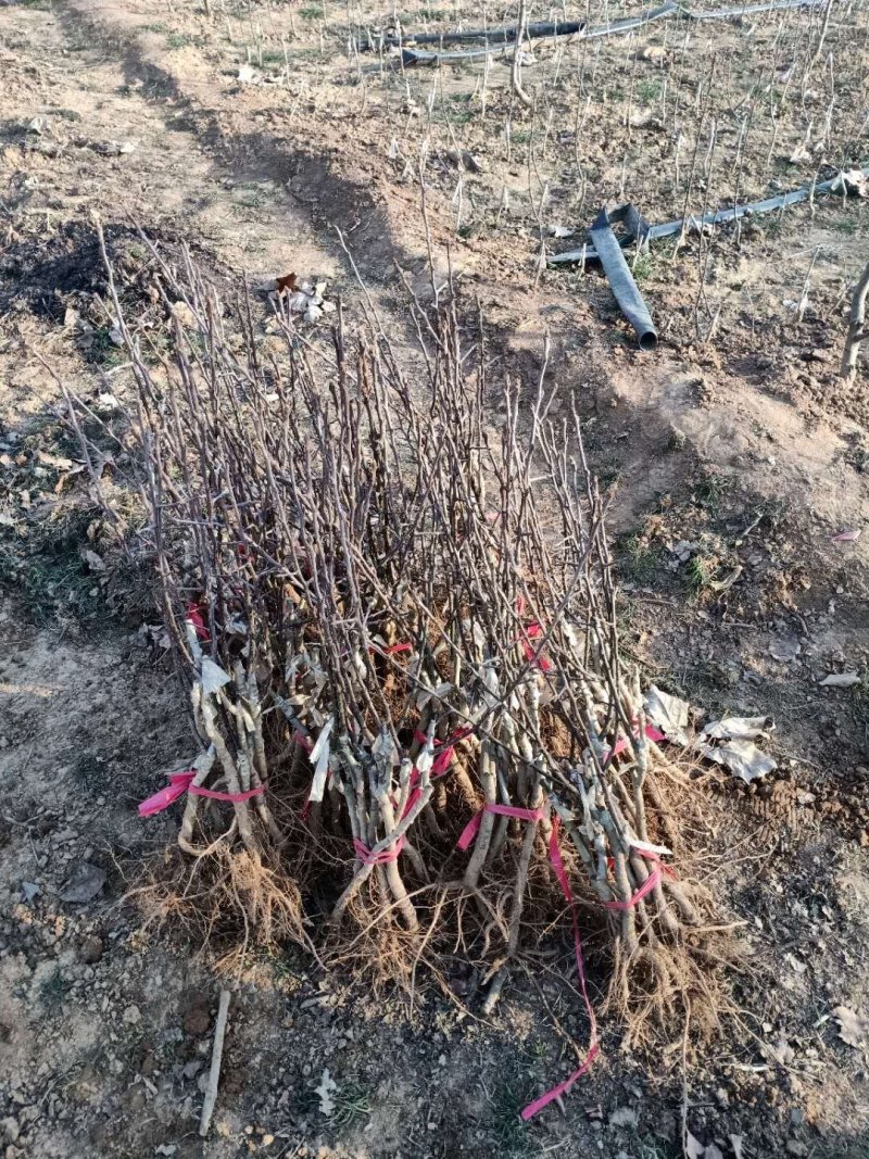 彩叶豆梨秋火焰保证成活率提供技术支持苗圃直销一手货源货真