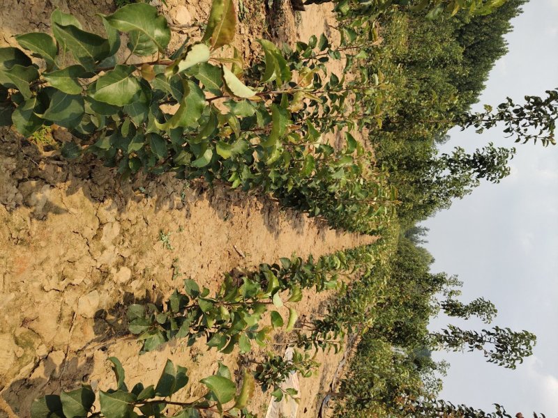 彩叶豆梨秋火焰保证成活率提供技术支持苗圃直销一手货源货真