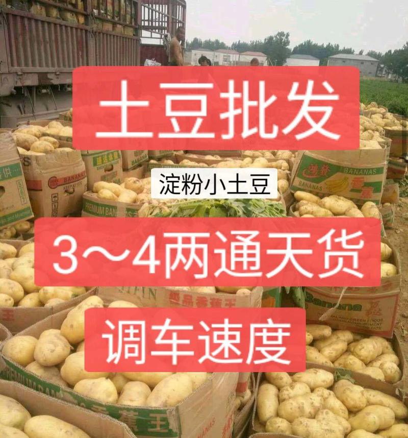 土豆批发荷兰十五土豆大量上市(调车速度)全国发货