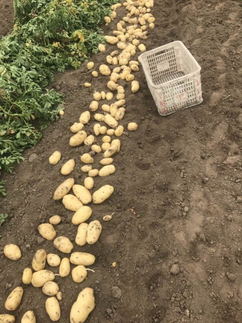 【推荐】荷兰十五土豆黄心黄皮，产地直发代发全国欢迎来电