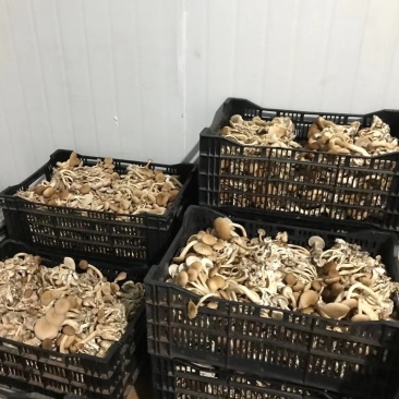 茶树菇