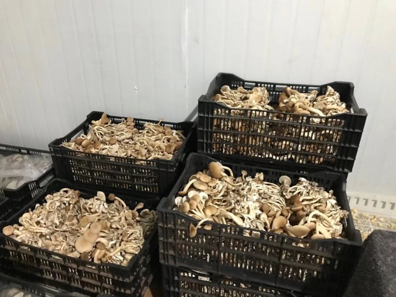 茶树菇