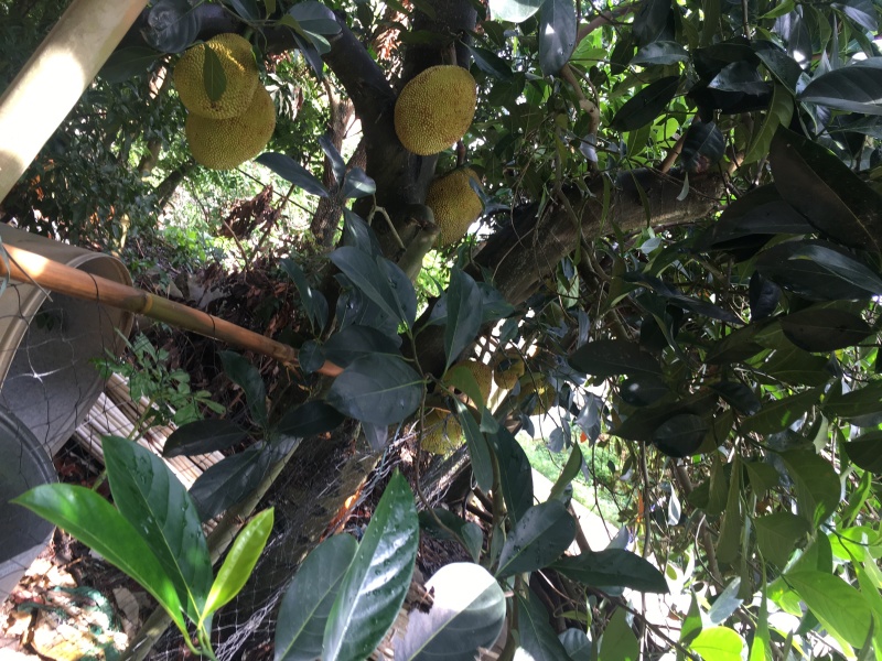 菠萝蜜